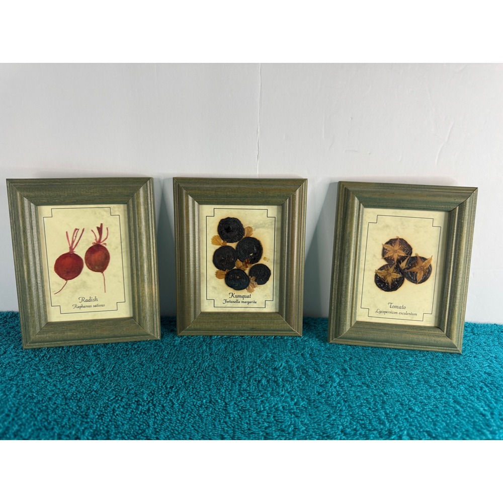 Joanna‎ Sheen Pressed Flower Art Radish Tomato Botanical Framed Prints 3-Set